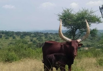 6-Day Gorillas, Chimpanzee & Lake Mburo Safari