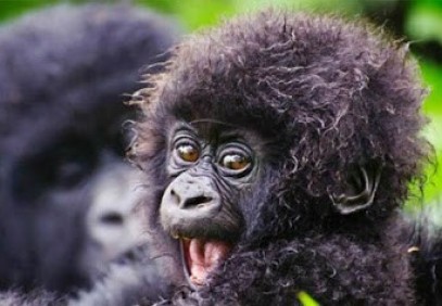 3-Day Gorilla Habituation Experience