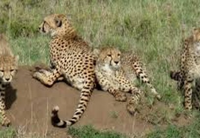 4-Day Kidepo Wildlife Safari