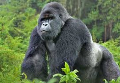 2-Day Wild Gorilla Trekking Rwanda