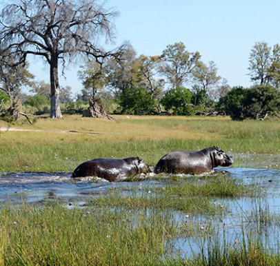Okavango Delta