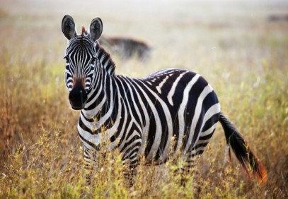 6-Day Tarangire Serengeti & Ngorongoro Lodge Safari