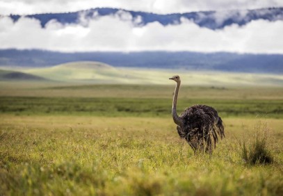 6 Days Tanzania Northern Parks Camping Tour
