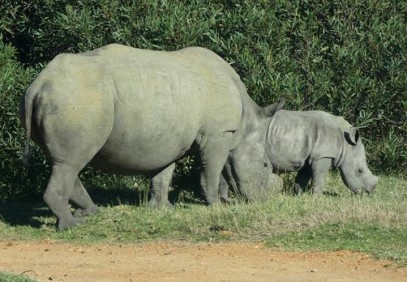 5-Day Tanzania Northern Circuit Safari