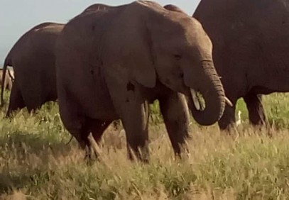 5-Day Kenya Game Parks Safari