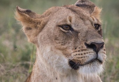 3-Day Serengeti & Ngorongoro Safari