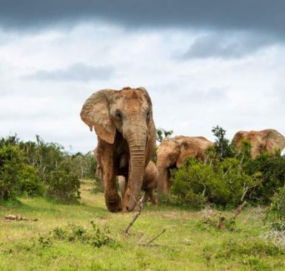 Amboseli National Park