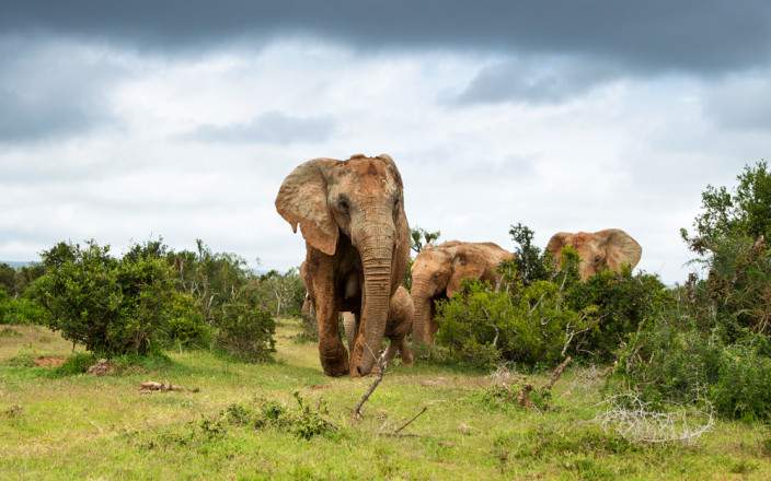 Amboseli National Park 043
