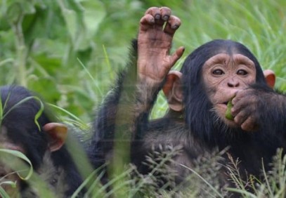 3-Day Nyungwe Chimps and Canopy Walk
