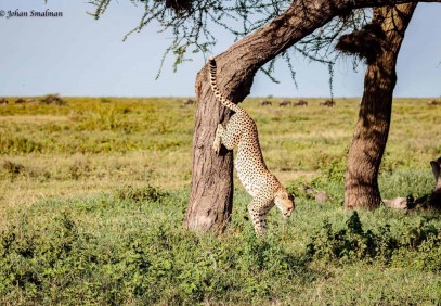 Northern Tanzania Wildlife Safari