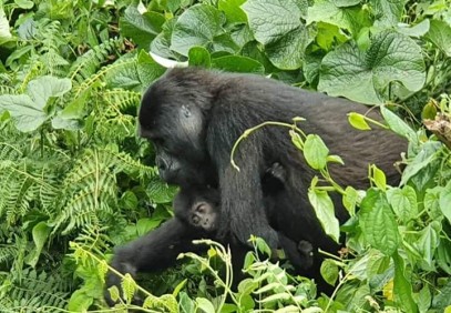 Great Apes & Uganda Savannah Luxury Safari