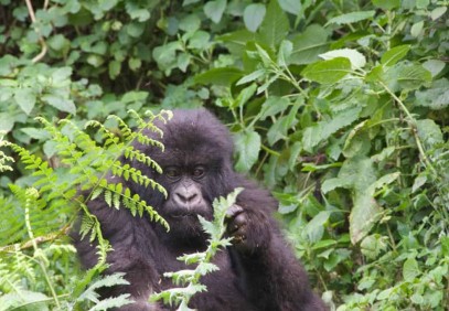 1-Day Gorilla Safari