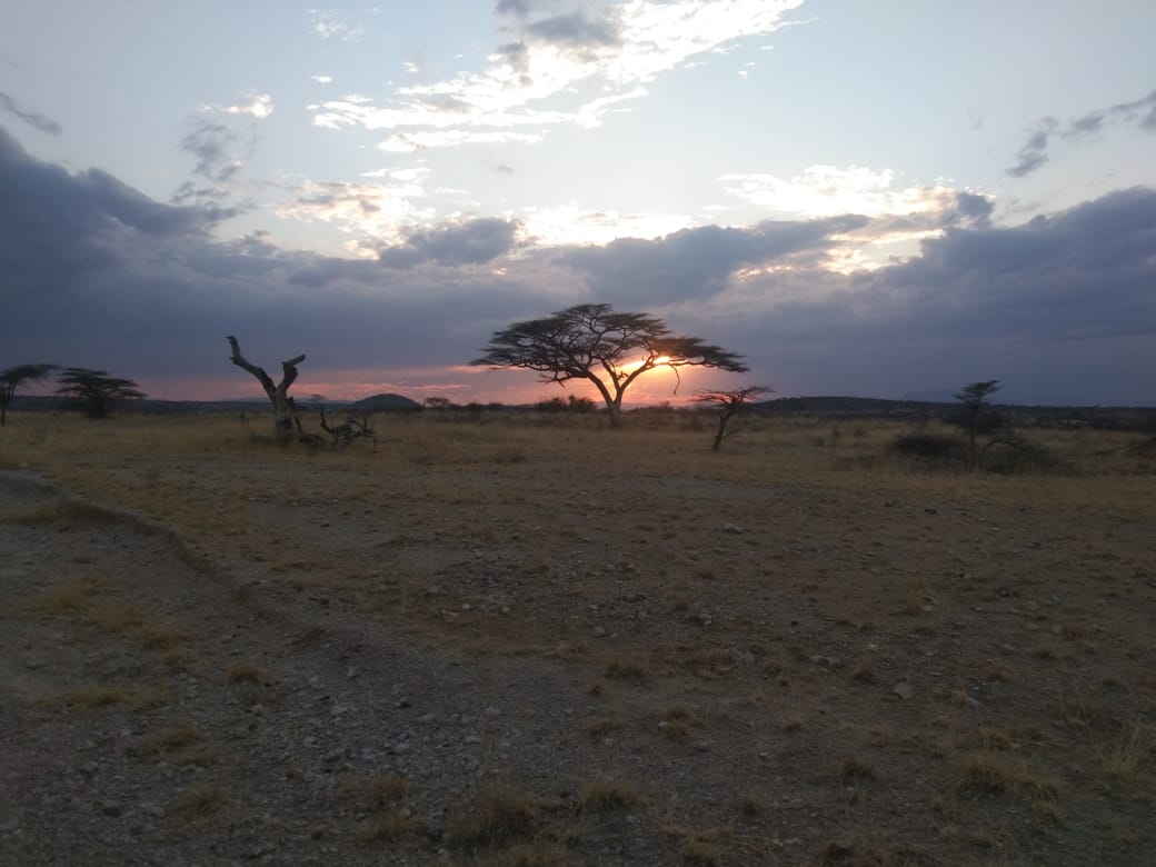 Dream Safari