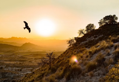 Birding, Landscapes and Cultural Trip in Spain