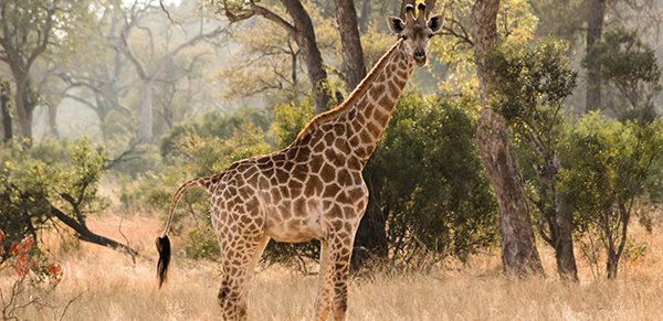 Kruger National Park 1