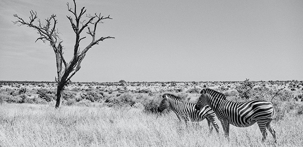 Kruger National Park 2