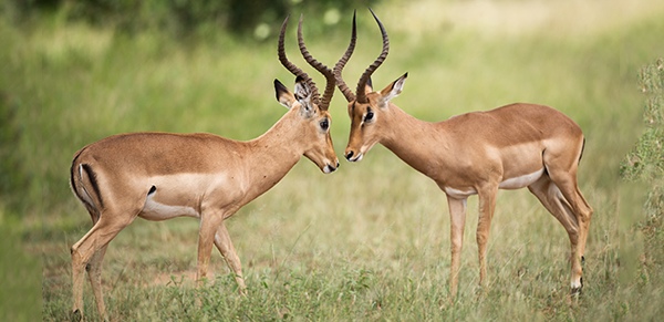 Kruger National Park 3