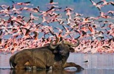 8-Day Luxury Kenyan Safari