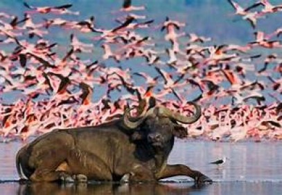 8-Day Luxury Kenyan Safari