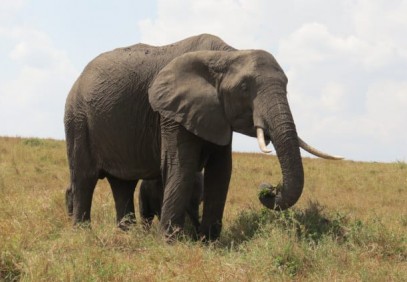 Discover Africa Wildlife & Sandy Beaches