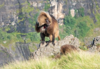 7-Day Simien Mountains Trekking Safari