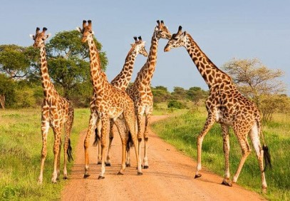 5-Day Tanzanian Wild Lands