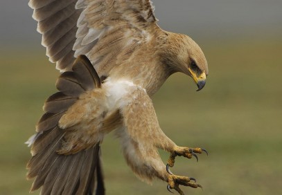14-Day Ethiopia Birding Safari