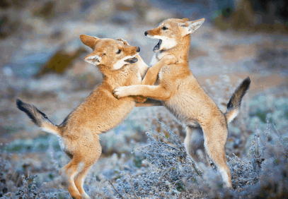 4-Day Ethiopian Trekking Safari