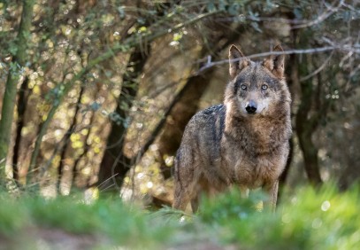Wildlife Watching, Nature & Culture in Spain