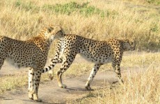 Explore Amazing Aberdare Ranges & Scenic Kenya Parks