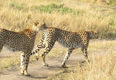 Explore Amazing Aberdare Ranges & Scenic Kenya Parks