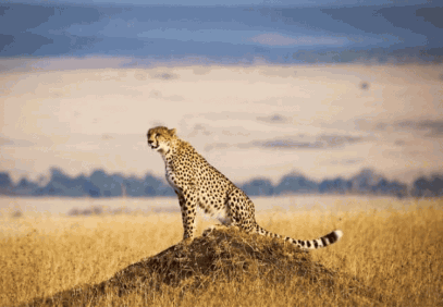 12-Day Kenya Wildlife Photographic Safari