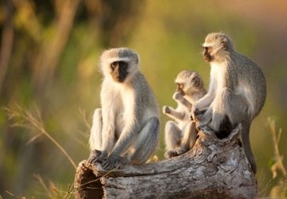 6 Day Ambosei, Nakuru, Masai Mara Budget Camping Safari