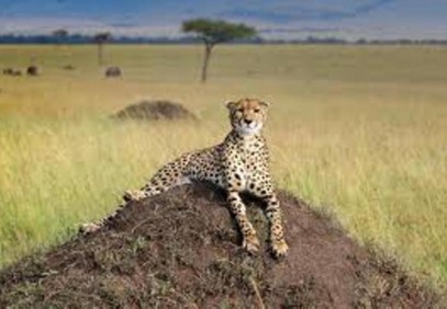 4 Day Lake Nakuru & Masai Mara Budget Safari
