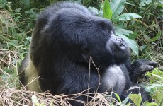 4 Days Gorilla Tracking and Lake Bunyonyi