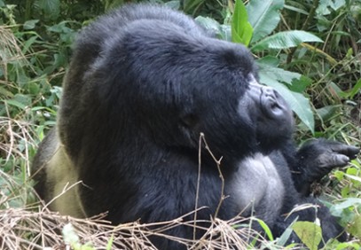 4 Days Gorilla Tracking and Lake Bunyonyi
