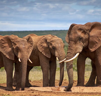 Addo National Park