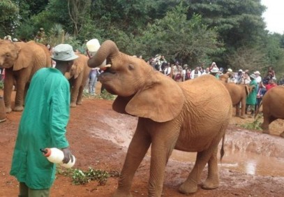 Sheldrick Elephant Orphanage & Giraffe Centre Day Trip