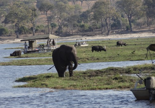 Chobe River Boat Cruise