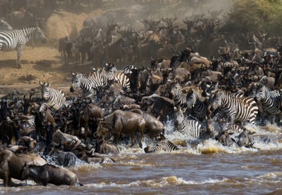 11-Day Magnificent Wildlife Migration Safari Experience