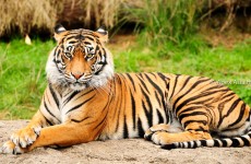 5-Day Chitwan Jungle Safari