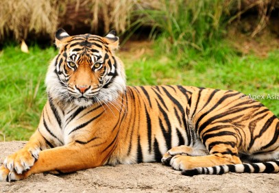 5-Day Chitwan Jungle Safari