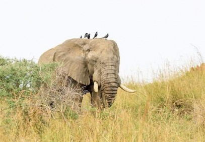 5 Days Lion & Gorilla Tracking Tour in Uganda