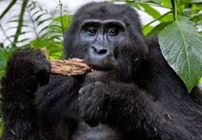 3 Days Uganda Gorilla Tour