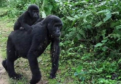 4-Day Bwindi Impenetrable Forest and Ngamba Island Safari