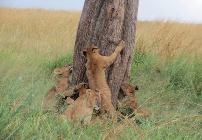 Kenya & Tanzania Wildebeest Migration Safari
