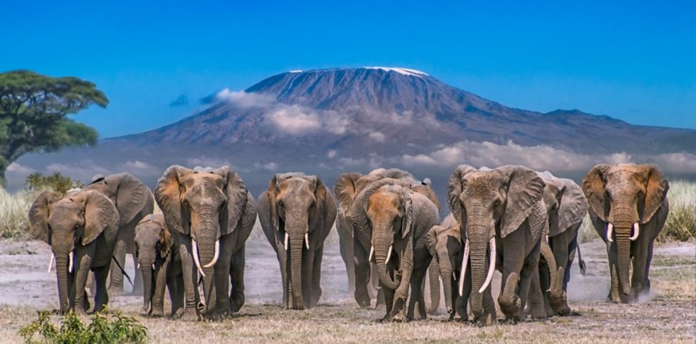 Amboseli Elephants 990x490