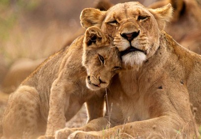 5-Day Camping Safari in Serengeti, Ngorongoro, Lake Manyara & Lake Eyasi
