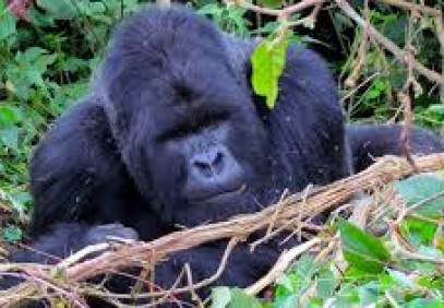 2 Days Uganda Gorilla Safari