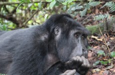 3 Days Gorilla Trekking Uganda Safari